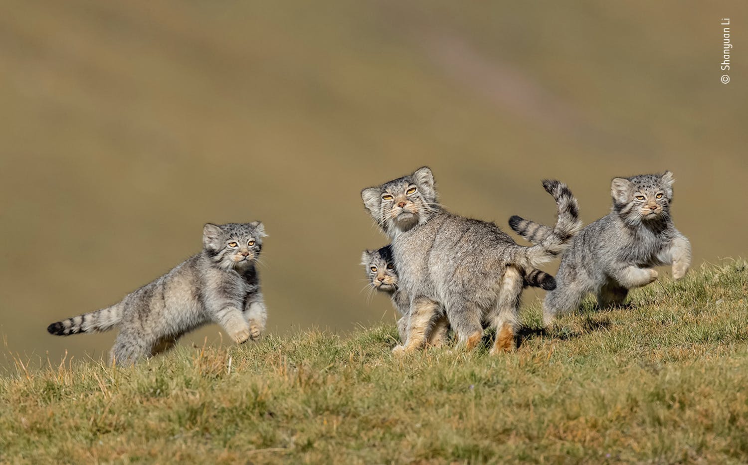 shanyuan li wildlife photographer of the year 2020